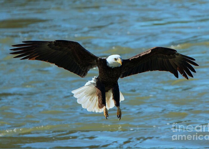 Bald Eagle Greeting Card featuring the photograph Putting on the Brakes by Michael Dawson