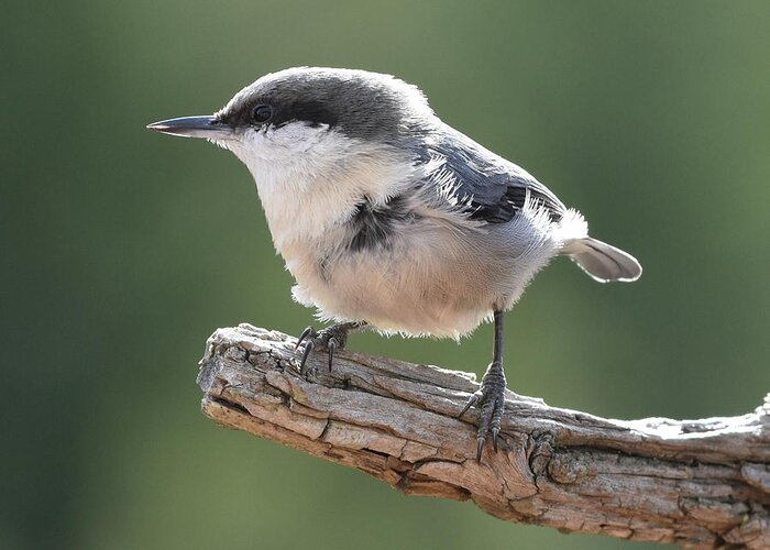 Nuthatch Greeting Card featuring the photograph Pygmy Nuthatch by Ben Foster