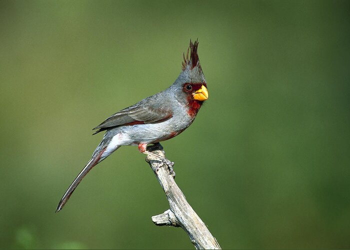 Mp Greeting Card featuring the photograph Pyrrhuloxia Perching by Tom Vezo