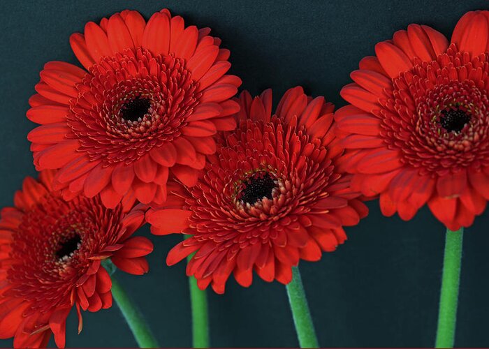 Gerbera Daisy Greeting Card featuring the photograph Quadruple Ruby Gerbera Daisies by Tammy Pool