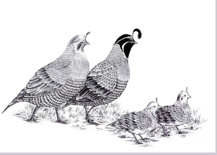 Quail Greeting Card featuring the drawing Quail Family Evening Stroll by Alice Chen