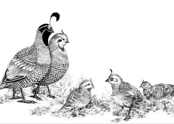 Quail Greeting Card featuring the drawing Quail Family Outing by Alice Chen