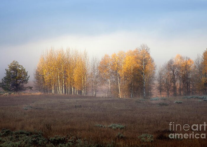 Aspen Tree Greeting Card featuring the photograph Quaking Aspen Trees at Dawn, Grand Teton National Park, Wyoming by Greg Kopriva