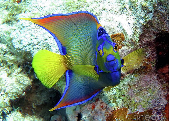 Underwater Greeting Card featuring the photograph Queen Angelfish by Daryl Duda