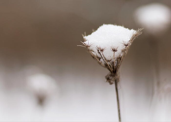 Wildflower Greeting Card featuring the photograph Queen Anne in the Snow by Holly Ross