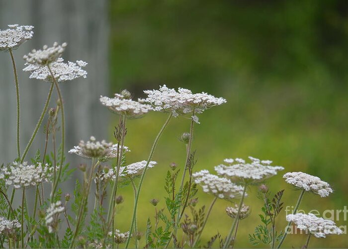 Queen Anne Lace Wildflowers Greeting Card featuring the photograph Queen Anne Lace Wildflowers by Maria Urso