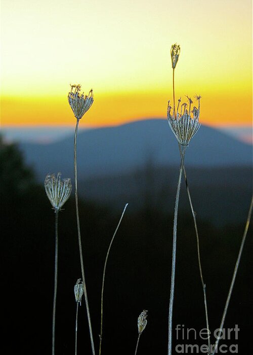 Queen Anne's Lace Greeting Card featuring the photograph Queen Anne's Lace Sunrise I by Karen Jorstad
