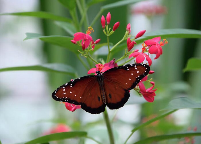 Butterfly Greeting Card featuring the photograph Queen Butterfly on Red Flowers by Artful Imagery