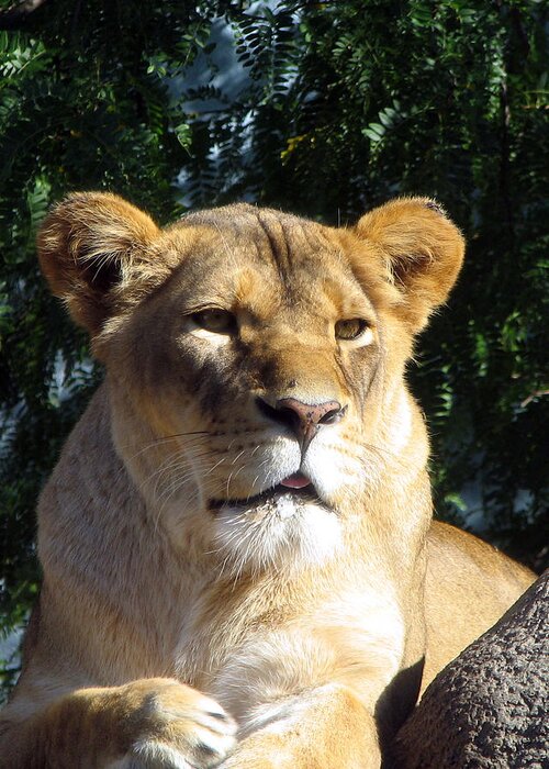 Lion Greeting Card featuring the photograph Queen of the Beasts by George Jones