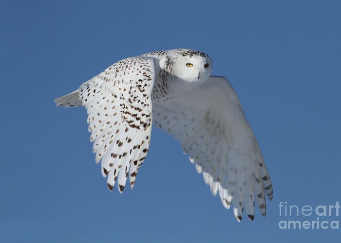 Owl Greeting Card featuring the photograph Queen of the sky by Heather King