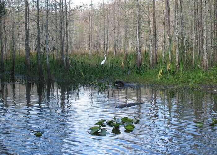 Everglades Greeting Card featuring the photograph Quiet Moment in the Glades by Arry Murphey