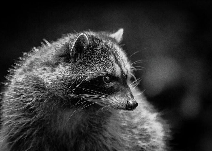 Wildlife Greeting Card featuring the photograph Raccoon 3 by Jason Brooks