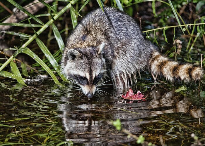 Raccoon Greeting Card featuring the photograph Raccoon Feeding in Water Beside a Red Leaf by Artful Imagery