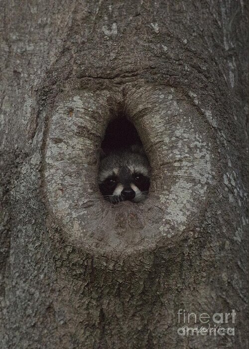 Seagull Greeting Card featuring the photograph Raccoon in his Tree Hole by D Wallace