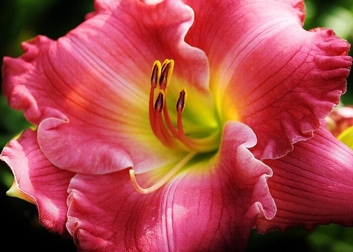 Flora Greeting Card featuring the photograph Radiant Pink Daylily by Bruce Bley