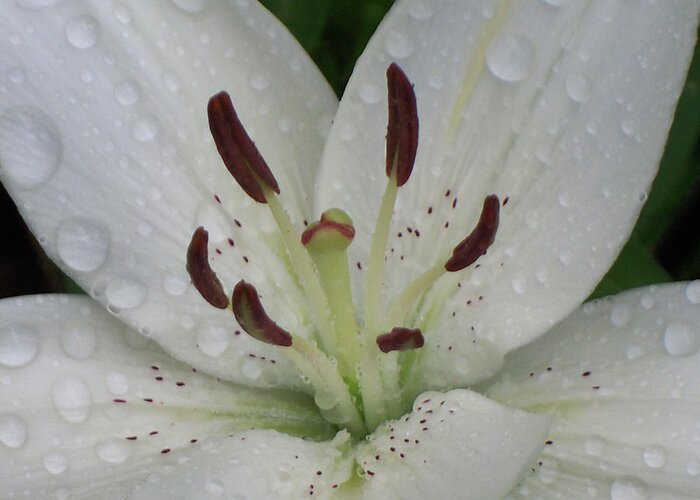 Flowers Greeting Card featuring the photograph Rain Drops on Lily by Cris Fulton