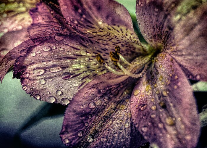 Pink Greeting Card featuring the photograph Rain drops on Lily by Lilia D