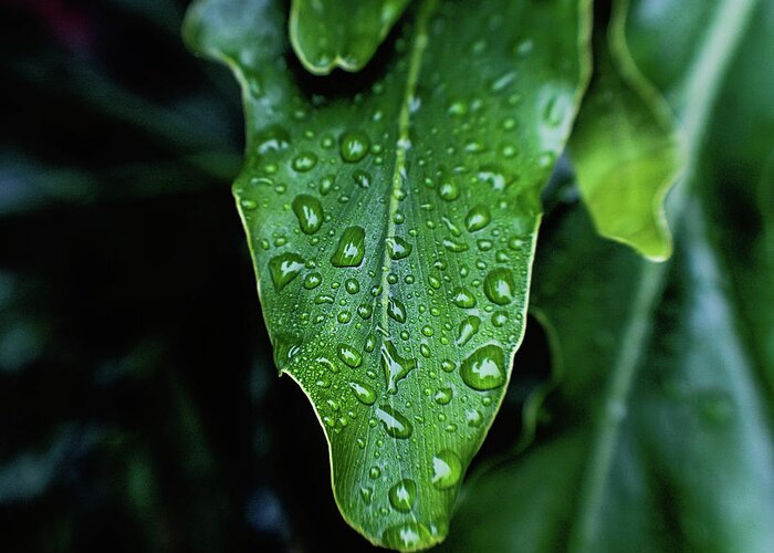 Leaf Greeting Card featuring the photograph Rain on the Philodendron by Scott Pellegrin