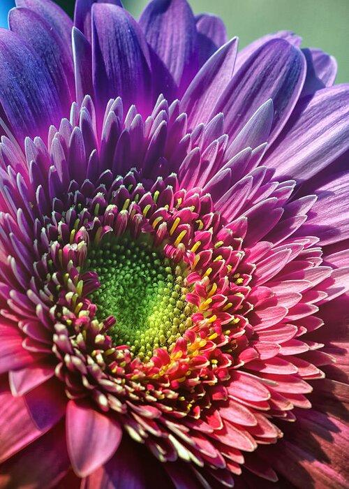 Macro Greeting Card featuring the photograph Rainbow Daisy by Bill and Linda Tiepelman