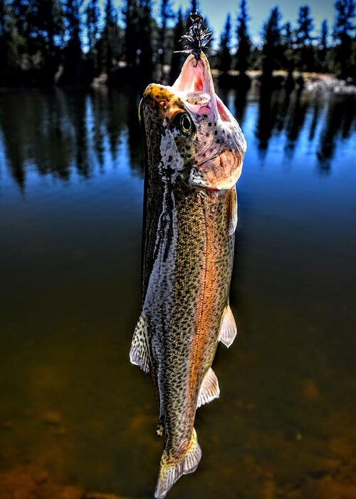 Rainbow Trout Greeting Card featuring the photograph Rainbow Days by Michael Brungardt