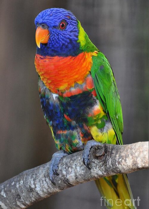 Lorikeet Greeting Card featuring the photograph Rainbow Lorikeet by Rose Hill