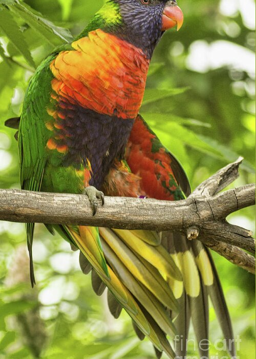 Bird Greeting Card featuring the photograph Rainbow Lory by Steven Parker