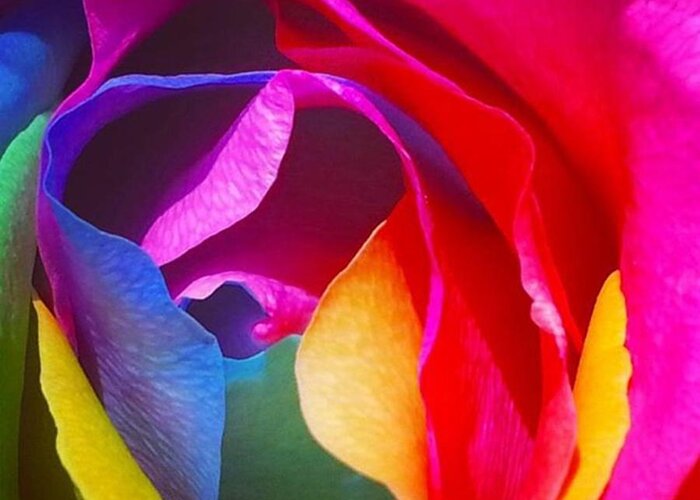 Colorsplurge Greeting Card featuring the photograph Rainbow Rose! 
columbia Road Flower by Elizabeth Whycer