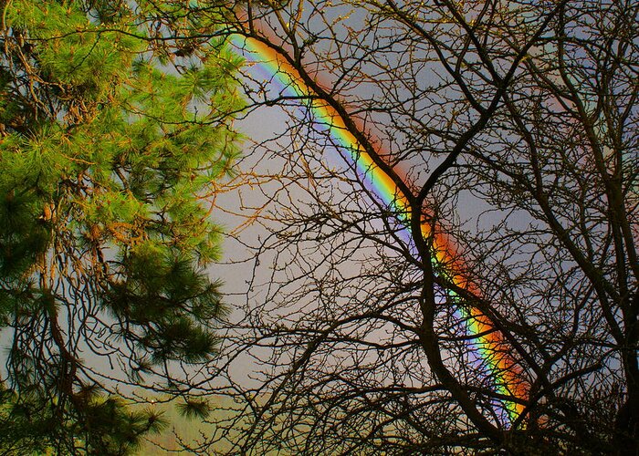 Nature Greeting Card featuring the photograph Rainbow Tree by Ben Upham III