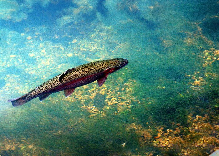 Fish Greeting Card featuring the photograph Rainbow Trout by Marty Koch