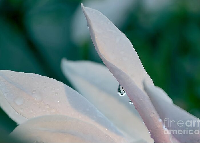 Rain Greeting Card featuring the photograph Raindrop on a Magnolia petal by Peter McHallam
