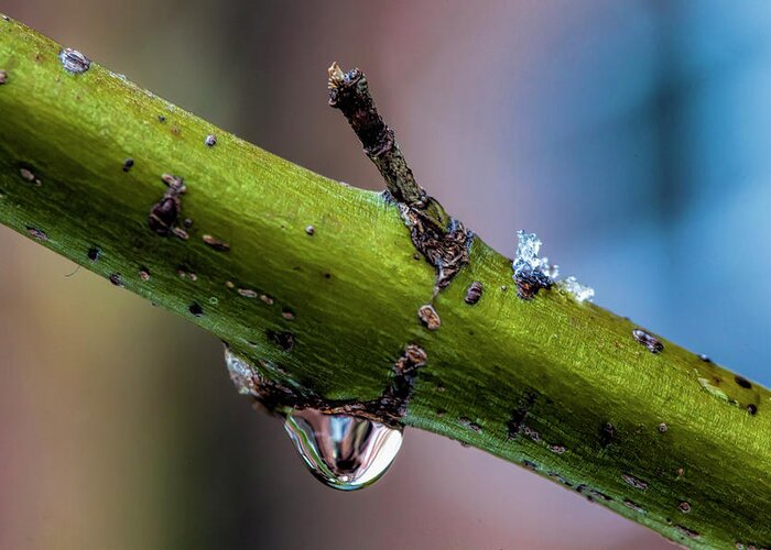 Raindrop On Branch Greeting Card featuring the photograph Raindrop on Branch by Robert Ullmann