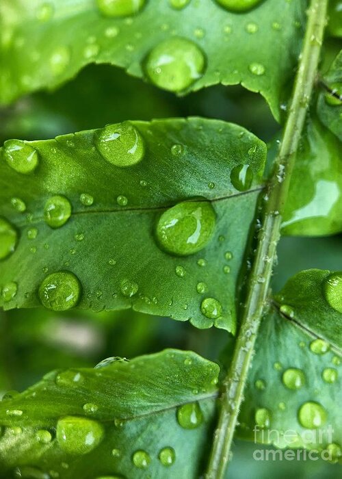Green Greeting Card featuring the photograph Raindrops art by Diana Rajala