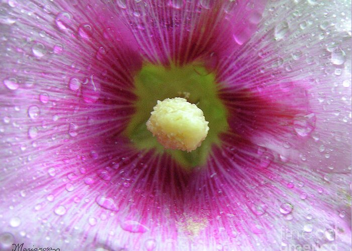 Flora Greeting Card featuring the photograph Raindrops on Hollyhocks by Mariarosa Rockefeller