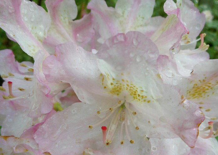 Pink Rhododendron Greeting Card featuring the photograph Raindrops on Rhododendron by Kristin Aquariann