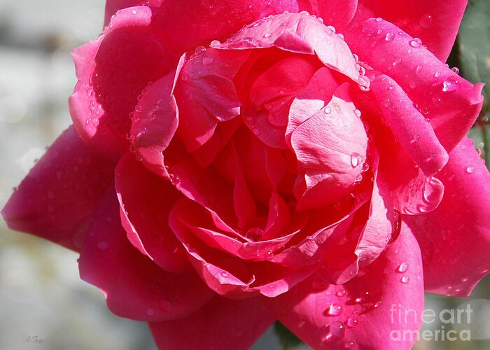 Raindrops On Roses Greeting Card featuring the photograph Raindrops On Roses by Anita Faye
