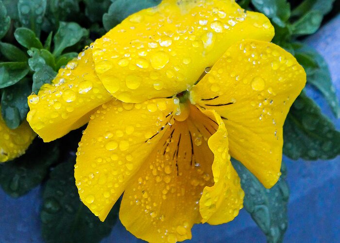 Floral Greeting Card featuring the photograph Raindrops on Yellow Pansy by E Faithe Lester