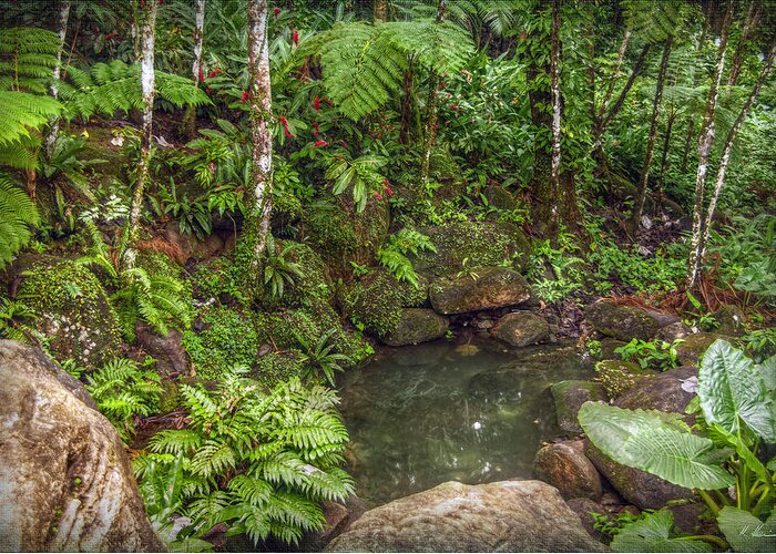Rainforest Greeting Card featuring the photograph Rainforest Paradise by Hanny Heim