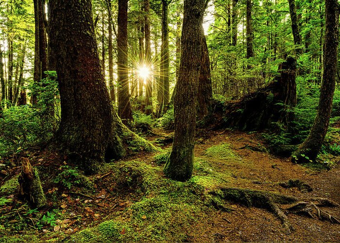 Rainforest Greeting Card featuring the photograph Rainforest Path by Chad Dutson