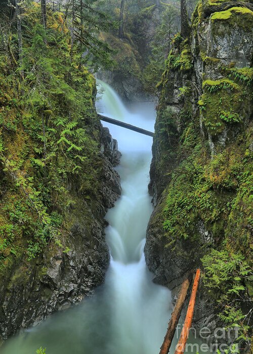 Qualicum Greeting Card featuring the photograph Rainforest River Paradise by Adam Jewell