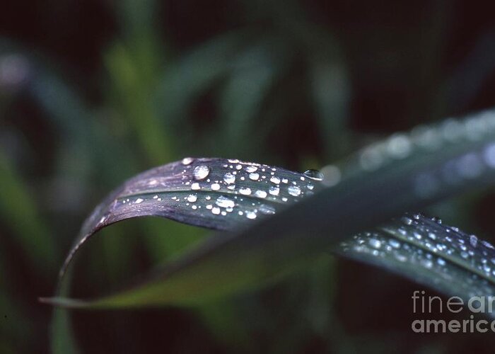 Rain Drops Greeting Card featuring the photograph Rainy Day by Edward R Wisell