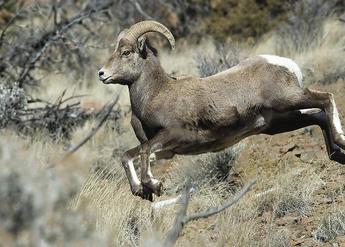 Ram Greeting Card featuring the photograph Ram In A Hurry by Gary Beeler