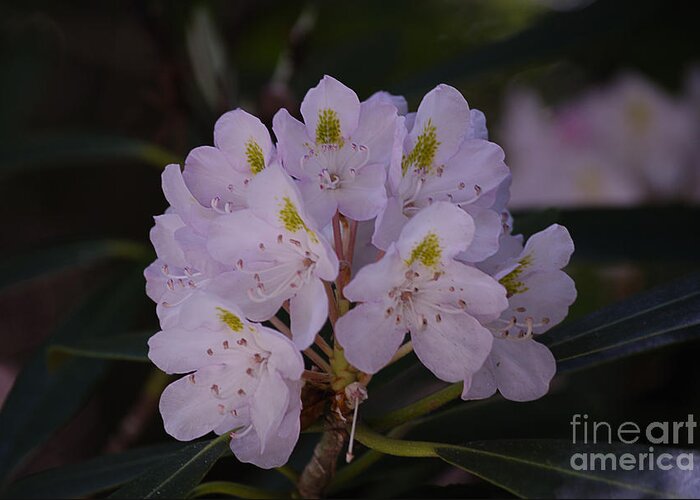 High Virginia Images Greeting Card featuring the photograph Randolph County Rhododendron by Randy Bodkins