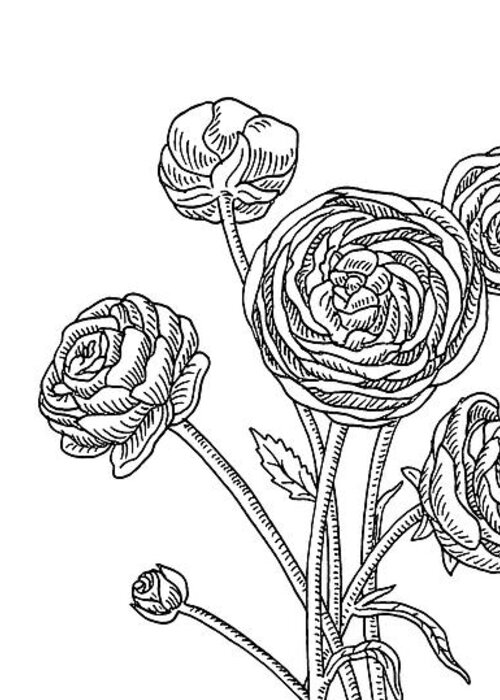 Ranunculus Greeting Card featuring the painting Ranunculus Flower Botanical Drawing by Irina Sztukowski