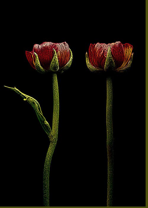 Ranunculus Greeting Card featuring the photograph Ranunculus In Red by Movie Poster Prints