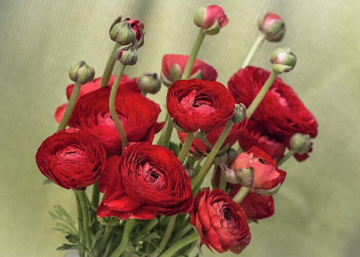 Red Greeting Card featuring the photograph Ranunculus red by Vanessa Thomas