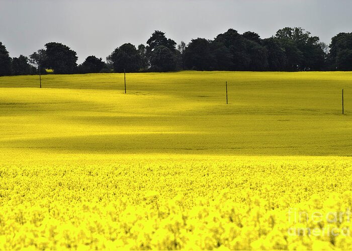 Heiko Greeting Card featuring the photograph Rape Field in East Germany by Heiko Koehrer-Wagner