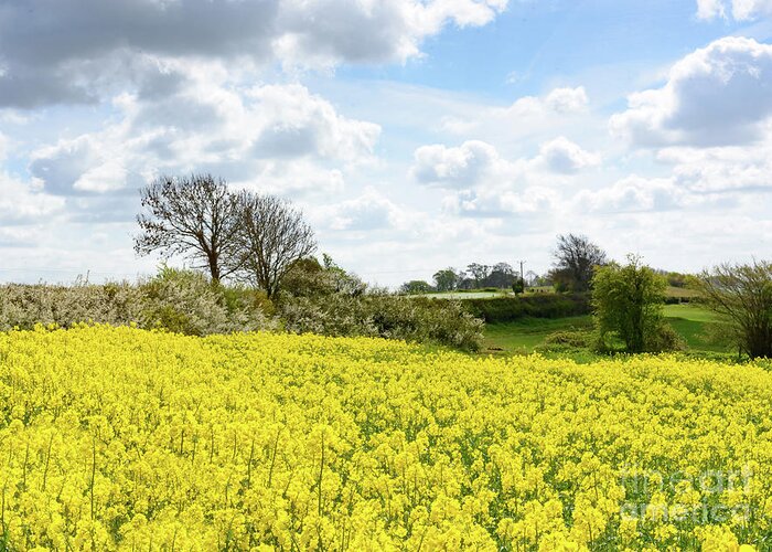 Keynsham Greeting Card featuring the photograph Rape seed field by Colin Rayner
