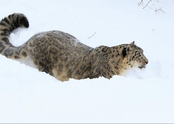 Snow Leopard Greeting Card featuring the photograph Rare Cat by Steve McKinzie