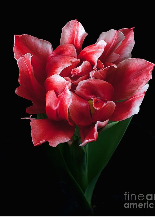 Flower Greeting Card featuring the photograph Rare Tulip Willemsoord by Ann Jacobson