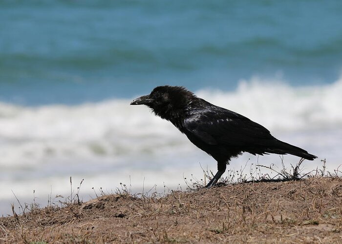 Wild Greeting Card featuring the photograph Raven at the Ocean by Christy Pooschke